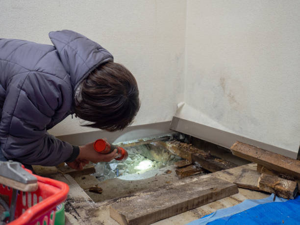 Merton, WI Mold Removal Company