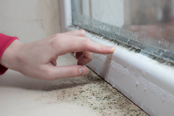 Best Biohazard Mold Removal  in Merton, WI